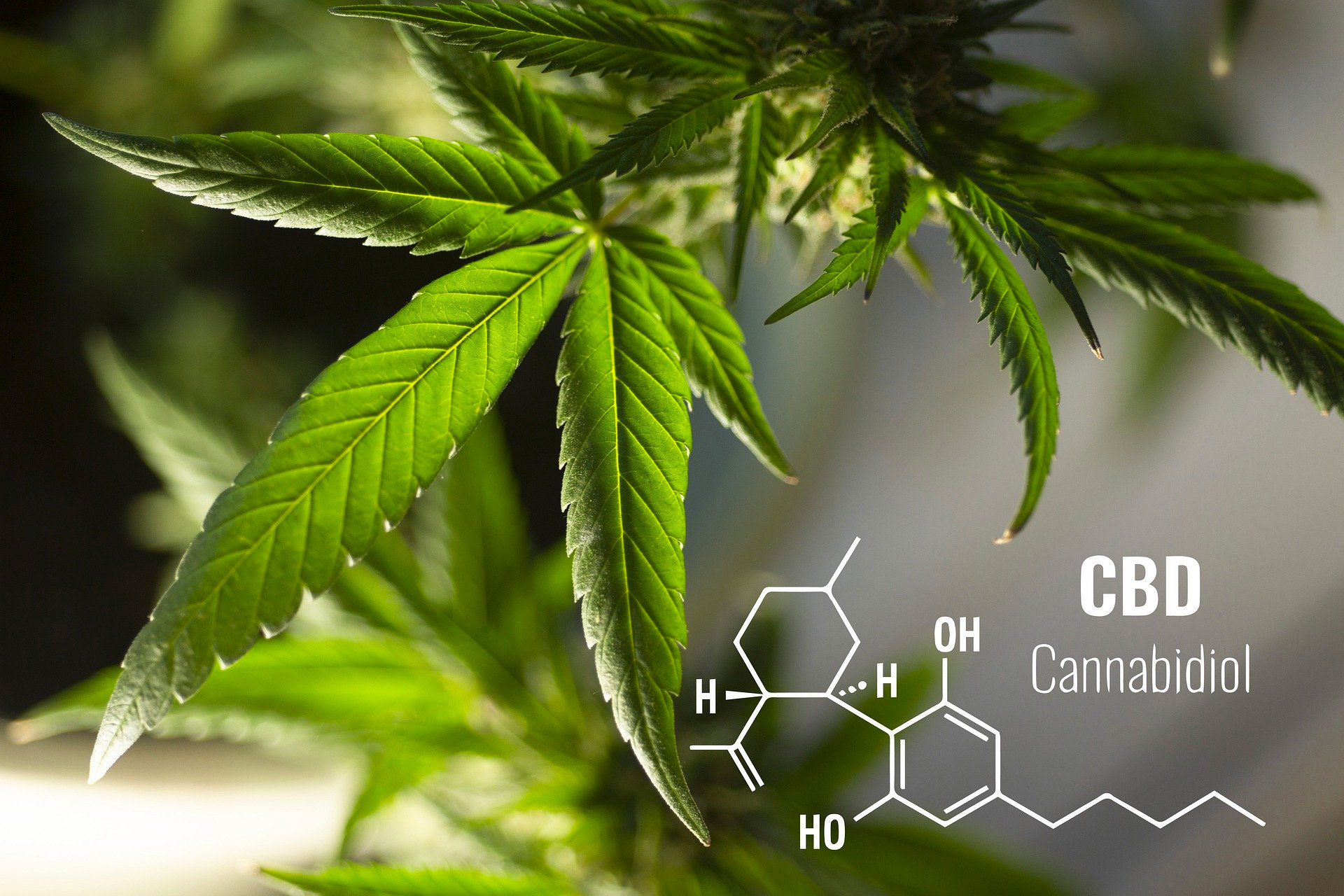 CBD- HerbaZen